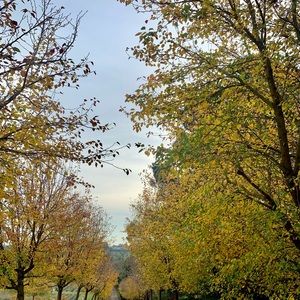 Meet your Posher, Diana